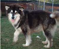 Hudsons Malamutes - Tawnie