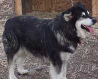 Hudsons Malamutes - Tawnie