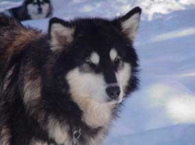 Hudsons Malamutes - Tawnie