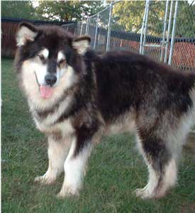 Hudsons Malamutes - Tawnie