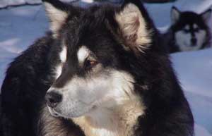 Hudsons Malamutes - Tawnie