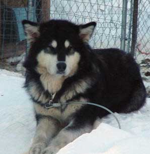 Hudsons Malamutes - Tawnie