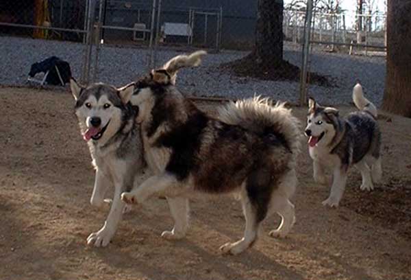 Hudsons Malamutes - The Girls Having Fun - a daily ritual