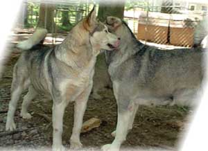 Hudsons Malamutes - The Girls Having Fun - a daily ritual