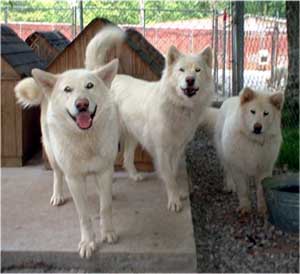 Hudsons Malamutes - The Girls Having Fun - a daily ritual