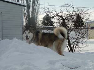 Hudsons Malamutes - Thor