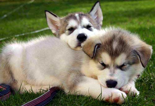 Hudons Malamutes -  Thor & Athena