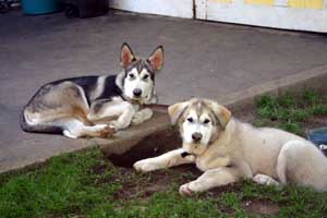 Hudons Malamutes -  Thor & Athena