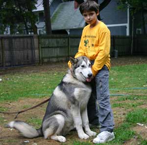 Hudons Malamutes -  Thor & Athena