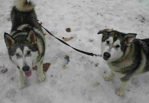 Hudons Malamutes -  Thor & Athena