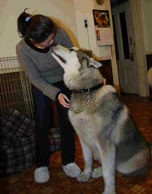 Hudons Malamutes -  Thor & Athena