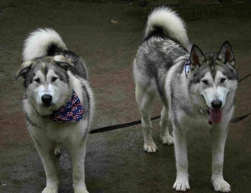 Hudons Malamutes -  Thor & Athena