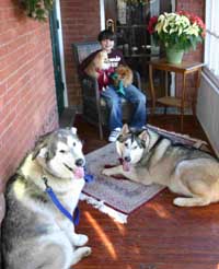 Hudons Malamutes -  Thor & Athena