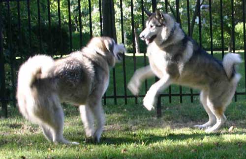 Hudons Malamutes - Thor & Athena