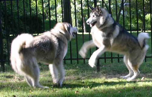 Hudons Malamutes -  Thor & Athena