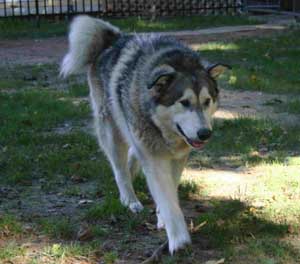 Hudons Malamutes - Thor & Athena
