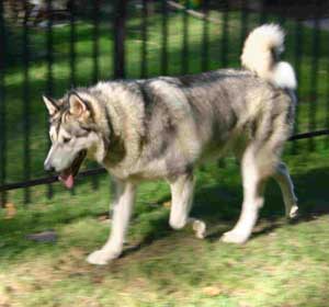 Hudons Malamutes - Thor & Athena