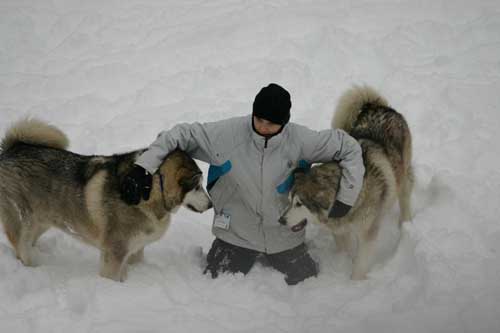 Hudons Malamutes - Thor & Athena