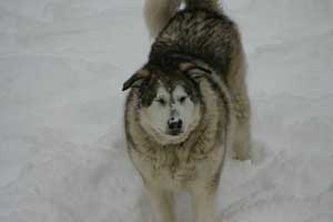 Hudons Malamutes -  Thor & Athena