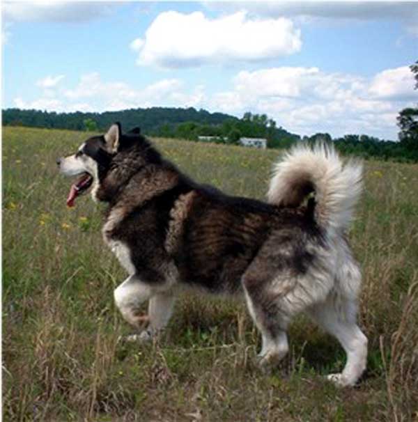 Hudsons Malamutes - The Boys Thumper - Having Fun