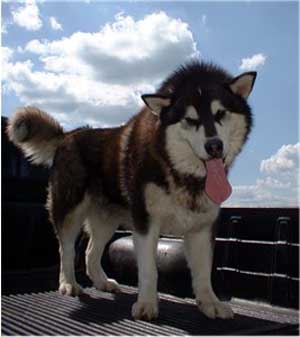 Hudsons Malamutes - The Boys Thumper - Having Fun