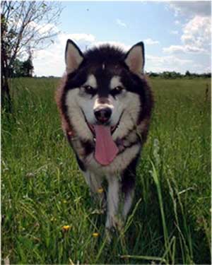 Hudsons Malamutes - The Boys Thumper - Having Fun