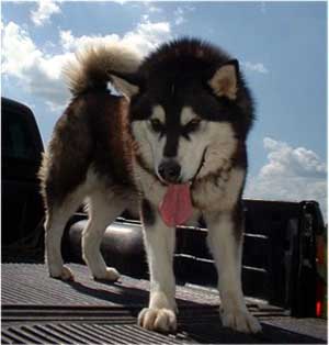 Hudsons Malamutes - The Boys Thumper - Having Fun