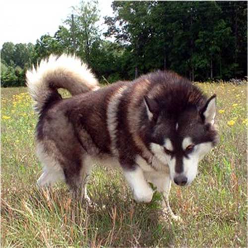 Hudsons Malamutes - The Boys Thumper - Having Fun