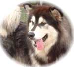 Hudsons Malamutes - Tigan