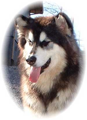 Hudsons Malamutes - Tigan