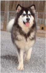 Hudsons Malamutes - Tigan