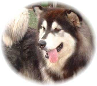 Hudsons Malamutes - Tigan