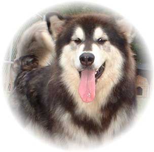 Hudsons Malamutes - Tigan