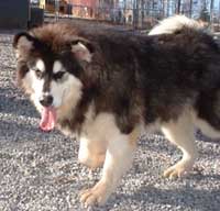 Hudsons Malamutes - Tigan