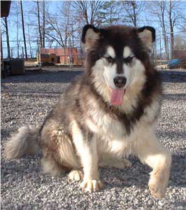 Hudsons Malamutes - Tigan