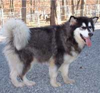 Hudsons Malamutes - Tigan