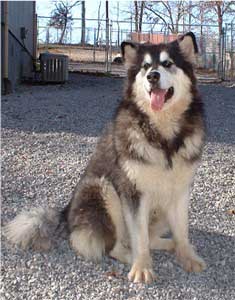 Hudsons Malamutes - Tigan