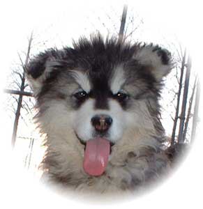 Hudsons Malamutes - Tigan