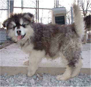 Hudsons Malamutes - Tigan