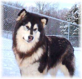 Hudsons Malamutes - Tigan