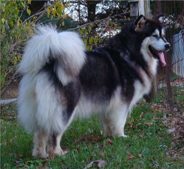 Hudsons Malamutes - Tigan