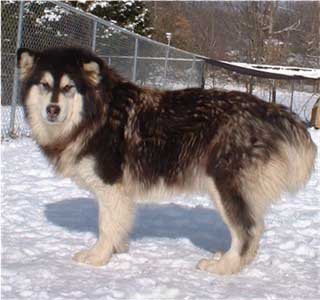 Hudsons Malamutes - Tigan