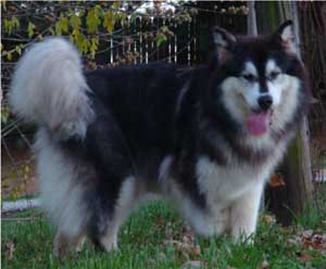 Hudsons Malamutes - Tigan