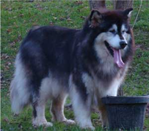 Hudsons Malamutes - Tigan