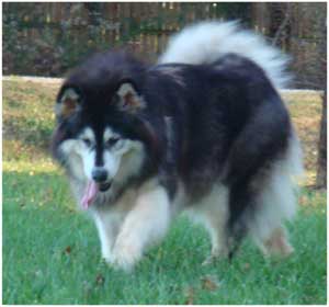 Hudsons Malamutes - Tigan