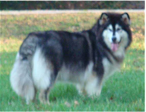 Hudsons Malamutes - Tigan