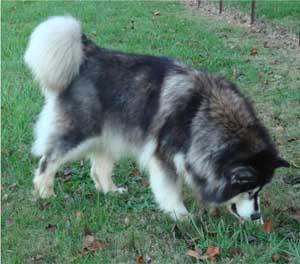 Hudsons Malamutes - Tigan