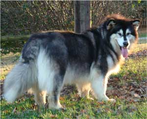 Hudsons Malamutes - Tigan