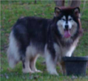 Hudsons Malamutes - Tigan