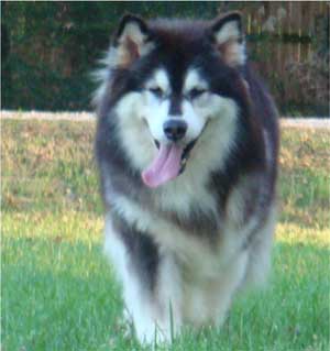 Hudsons Malamutes - Tigan